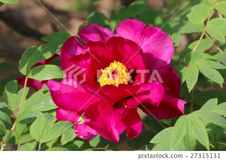 Button (Peony) 27315131