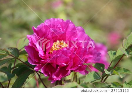 鈕扣(牡丹) 鈕扣(牡丹) 27315133