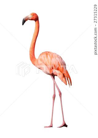 Flamingo  27315229