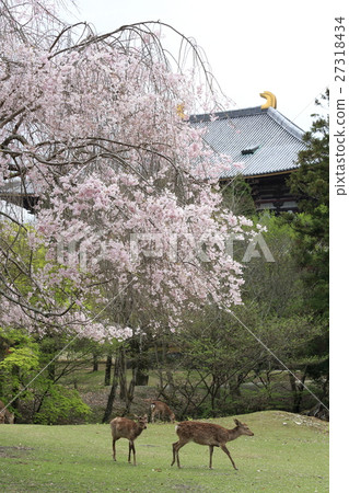 Todaiji Temple Great Buddha Tree Branded Sakura and Deer Todaiji Temple Great Buddha Tree Branded Sakura and Deer 27318434
