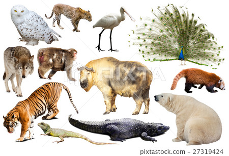 asia animals isolated asia animals isolated 27319424