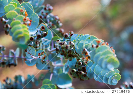 Book-leaf mallee plant Book-leaf mallee plant 27319476
