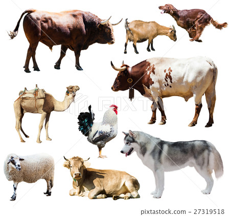 dogs and other farm animals. Isolated over white 27319518