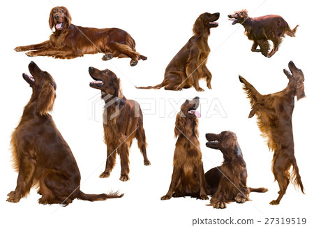 Set of Red Irish Setters Set of Red Irish Setters 27319519