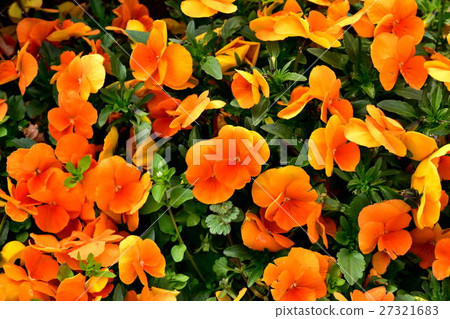 Yokohama Park Viola Flower Bed Yokohama Park Viola Flower Bed 27321683