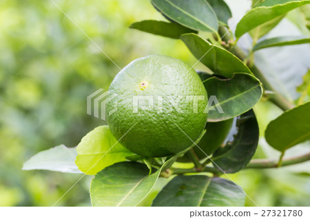 Lemons hanging on tree in the farm 27321780