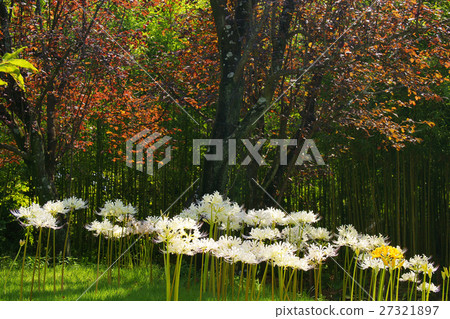 群集孤挺花 群集孤挺花 27321897