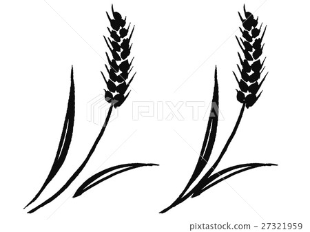 Hand drawn wheat illustration 27321959
