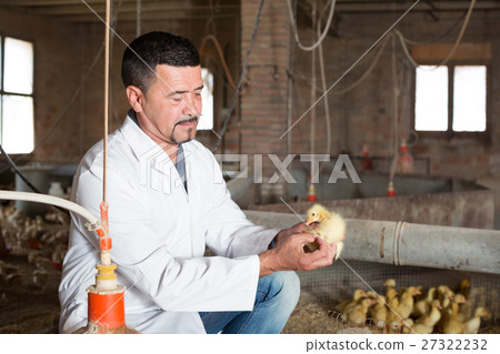 Veterinarian holding duckling in hands 27322232