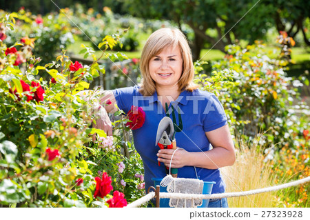 Woman gardening red roses and holding horticultural tools on sunny day 27323928