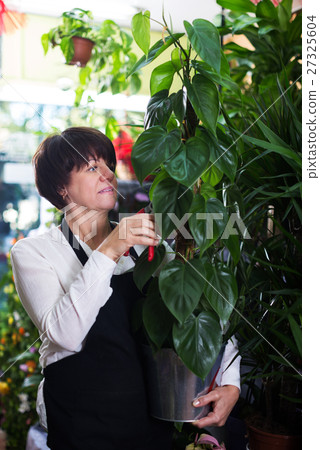 Assistant showing large pothus plant 27325604