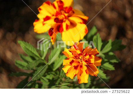Mary gold planted in the flower bed Mary gold planted in the flower bed 27325622