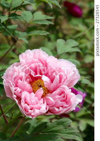 Button (Peony) 27326545