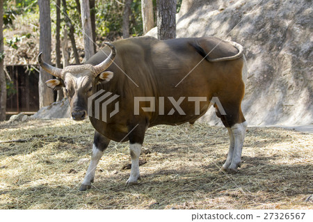 Image of a red bull male on nature background. 27326567