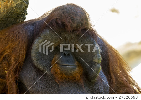 Image of a big male orangutan orange monkey. 27326568
