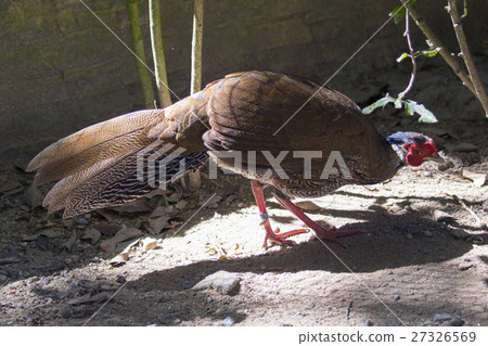 Image of a red Junglefowl on nature background. Image of a red Junglefowl on nature background. 27326569