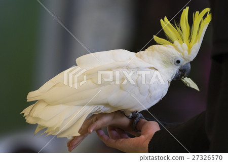 Sulphur-crested cockatoo or cacatua galerita 27326570