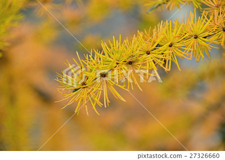 Larch of the larch closeup 27326660