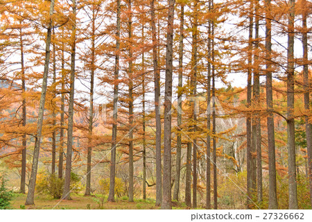 Larch forest of late autumn Larch forest of late autumn 27326662