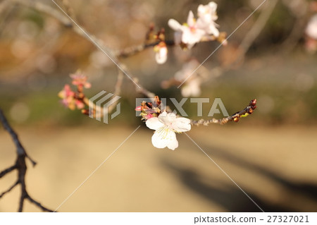 October cherry tree of the Imperial Palace East Gardens October cherry tree of the Imperial Palace East Gardens 27327021