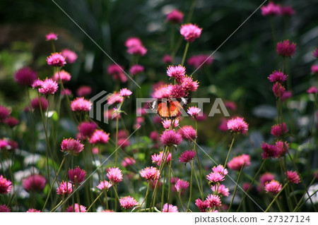 Butterflies and Flowers 27327124