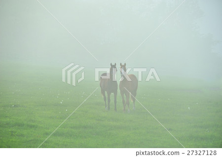 Thoroughbred in the fog 27327128