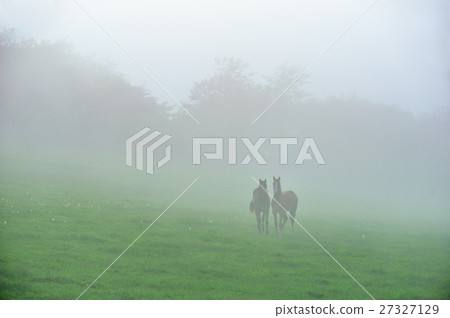 Foggy horse 27327129