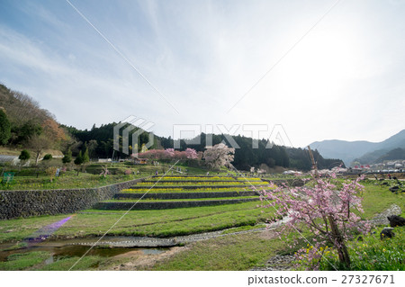 Nara Big Cherry Blossoms Nara Big Cherry Blossoms 27327671