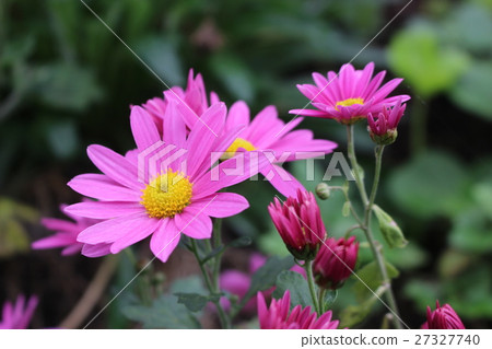 粉紅色的秋天 27327740