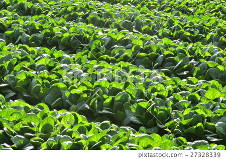 Komatsuna農田 27328339