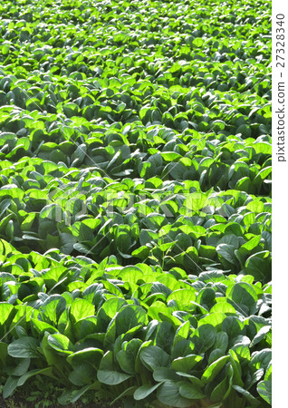 Komatsuna農田 27328340