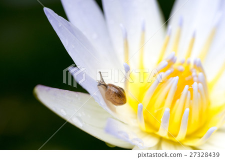 Water lily and snail Water lily and snail 27328439