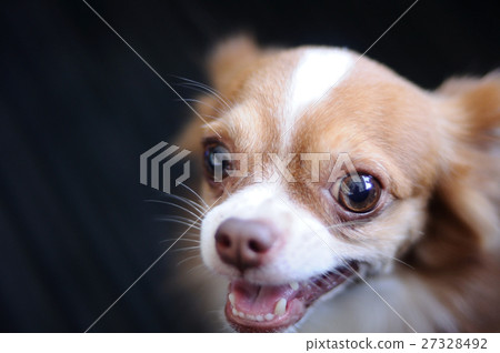 Cute chihuahua portrait Cute chihuahua portrait 27328492