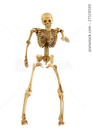 Human skeleton bone standing action Human skeleton bone standing action 27328509