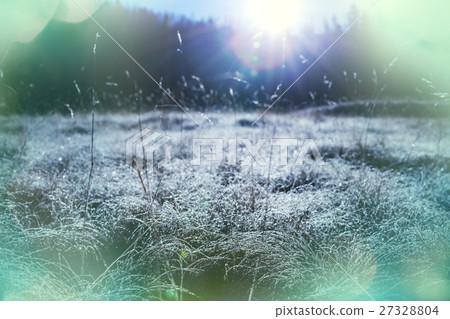 Frozen grass 27328804