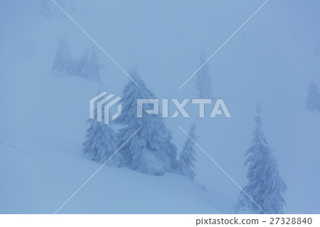 Winter forest Winter forest 27328840