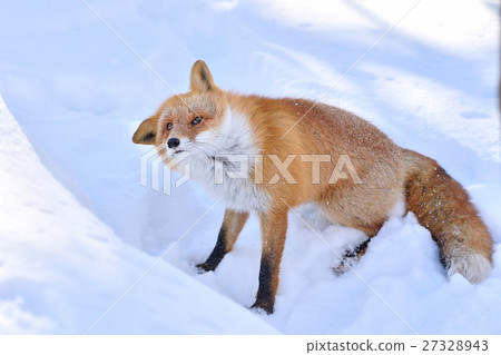 Kita fox in the snow 27328943