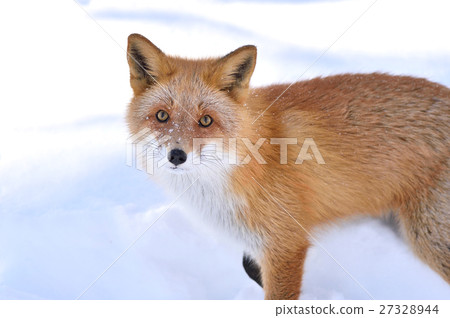 Kita fox in the snow 27328944