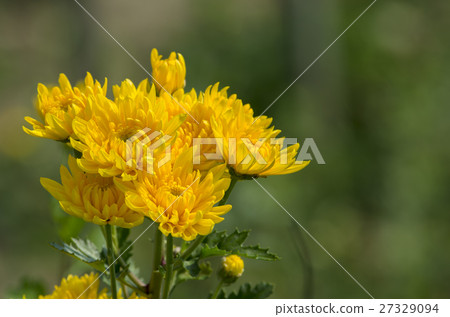 菊花 菊花 27329094