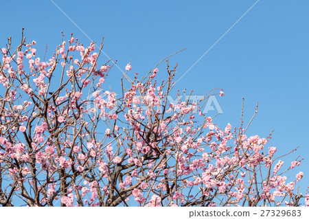 Blue sky and blooming plum Blue sky and blooming plum 27329683