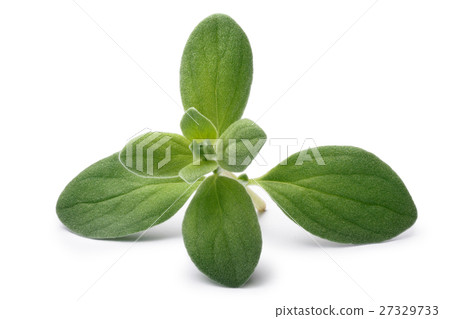 Marjoram (Origanum majorana), paths 27329733