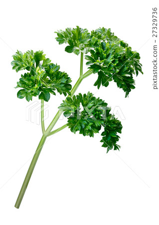 Curly parsley (Petroselinum crispum), paths 27329736