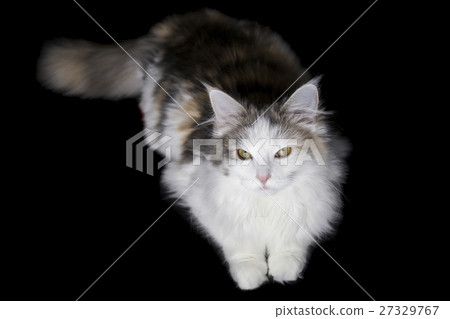 Norwegian Forest Cat 27329767