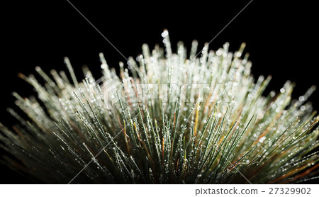 Dew on grass 27329902