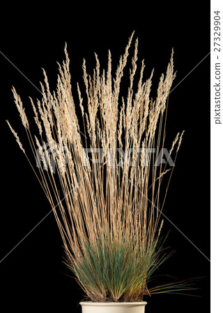 Yellow grass cluster with panicle in flower-pot 27329904