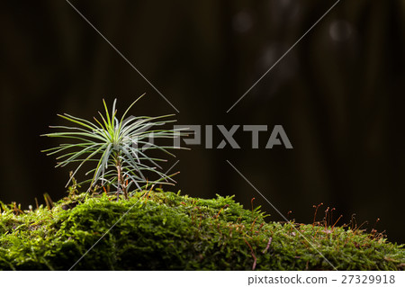Fir tree sapling 27329918