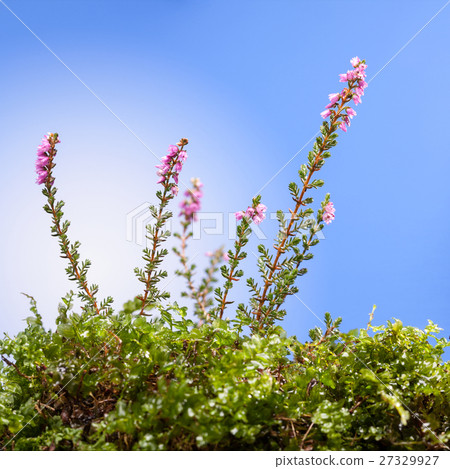 Pink heath flower 27329927