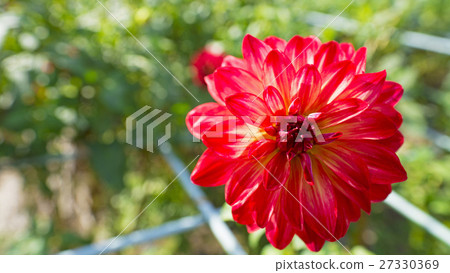 大麗花16：9 27330369