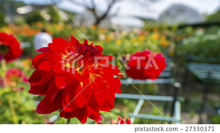 大麗花16:9 大麗花16:9 27330371