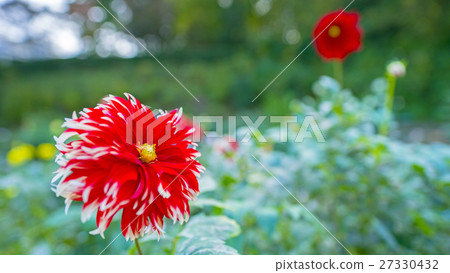 Dahlia 16: 9 Dahlia 16: 9 27330432